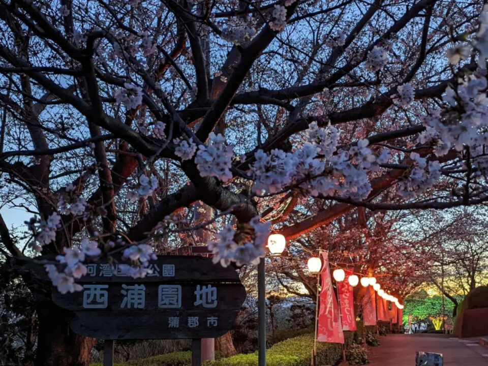 【3/30～3/31開催】＜愛知県＞西浦温泉桜まつり　海と桜を一緒に楽しむ