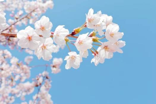 【～5/31】＜三重県＞春らんまん　花をたのしむ　春は伊勢志摩も見どころいっぱい 
